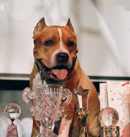 Ампир Стайл Вервольф