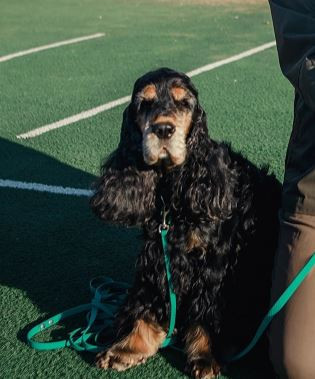 AL’FA&GOLD DARK NICE CRYSTAL