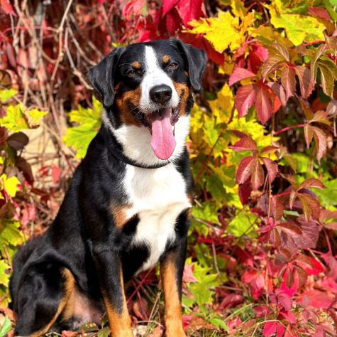 Anima Imani Barou-Charante