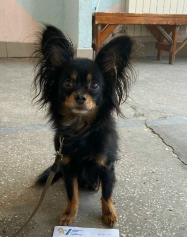 Вероника Стайл Невский Бриз