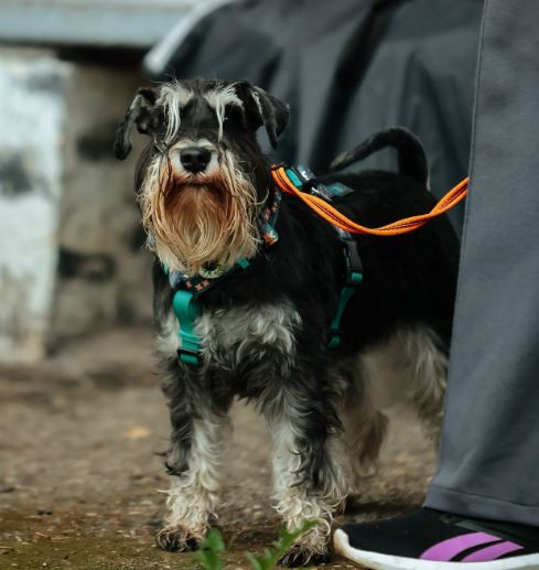 Амори Марти Олимпия