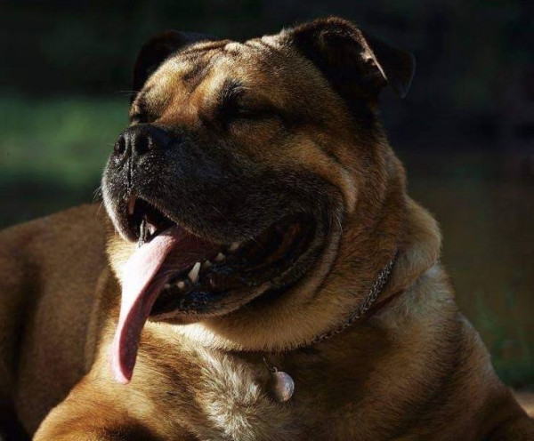 Алферор Ад Глориам (Майк)