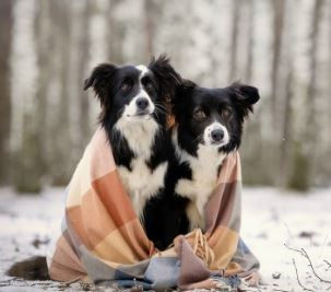 Вири Амикус Боевая Подруга