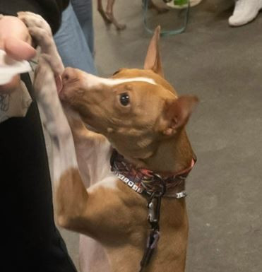 Костан-деи-рина Супер Шанс