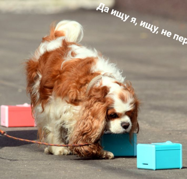 Свит Фелисити Зума Дионис