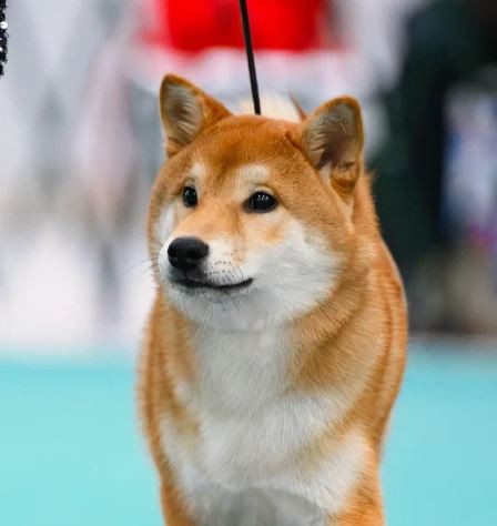 Ajisai Puma/АЖИСАИ ПУМА