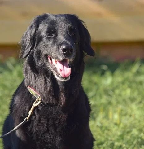 Jasmine vom Klinov Hof