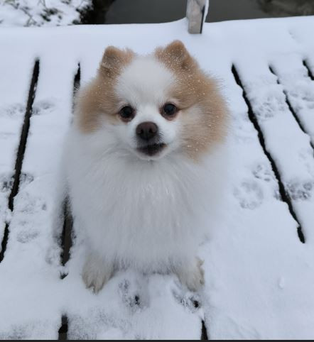 Хорленд'С Данке Шон