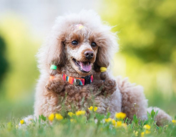 Великолепный пудель Тесса Лора Гранд