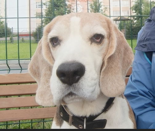 Набат Годсенд VIP