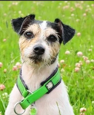 Мерфи из империи Инес