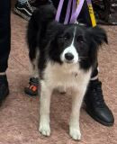 Джехан Гир Делита