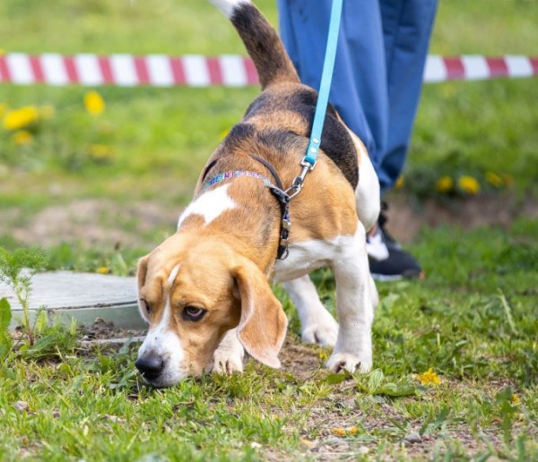 Заветный Талисман Альбус Лексус
