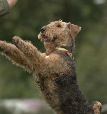 Терра темная звезда