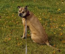 Элькаде Перо Дагомея