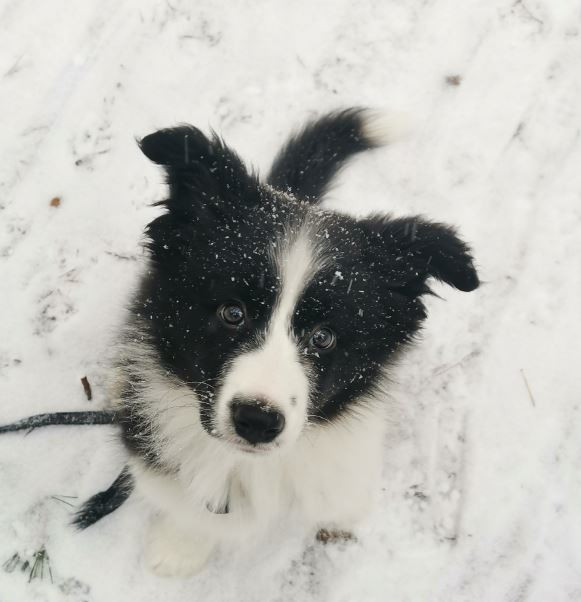 Рутагор Лёд и Пламя